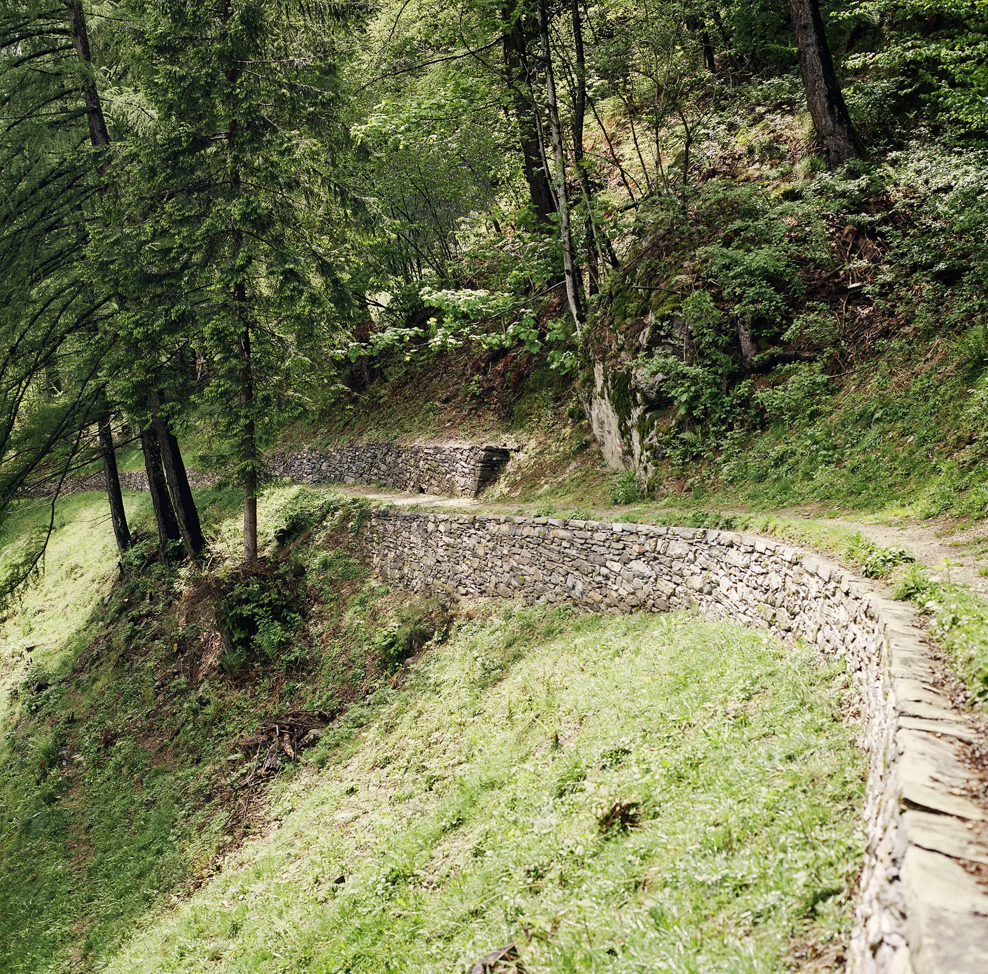 Sentiero curvilineo fiancheggiato da una muratura in pietra, circondato da alberi e vegetazione lussureggiante.