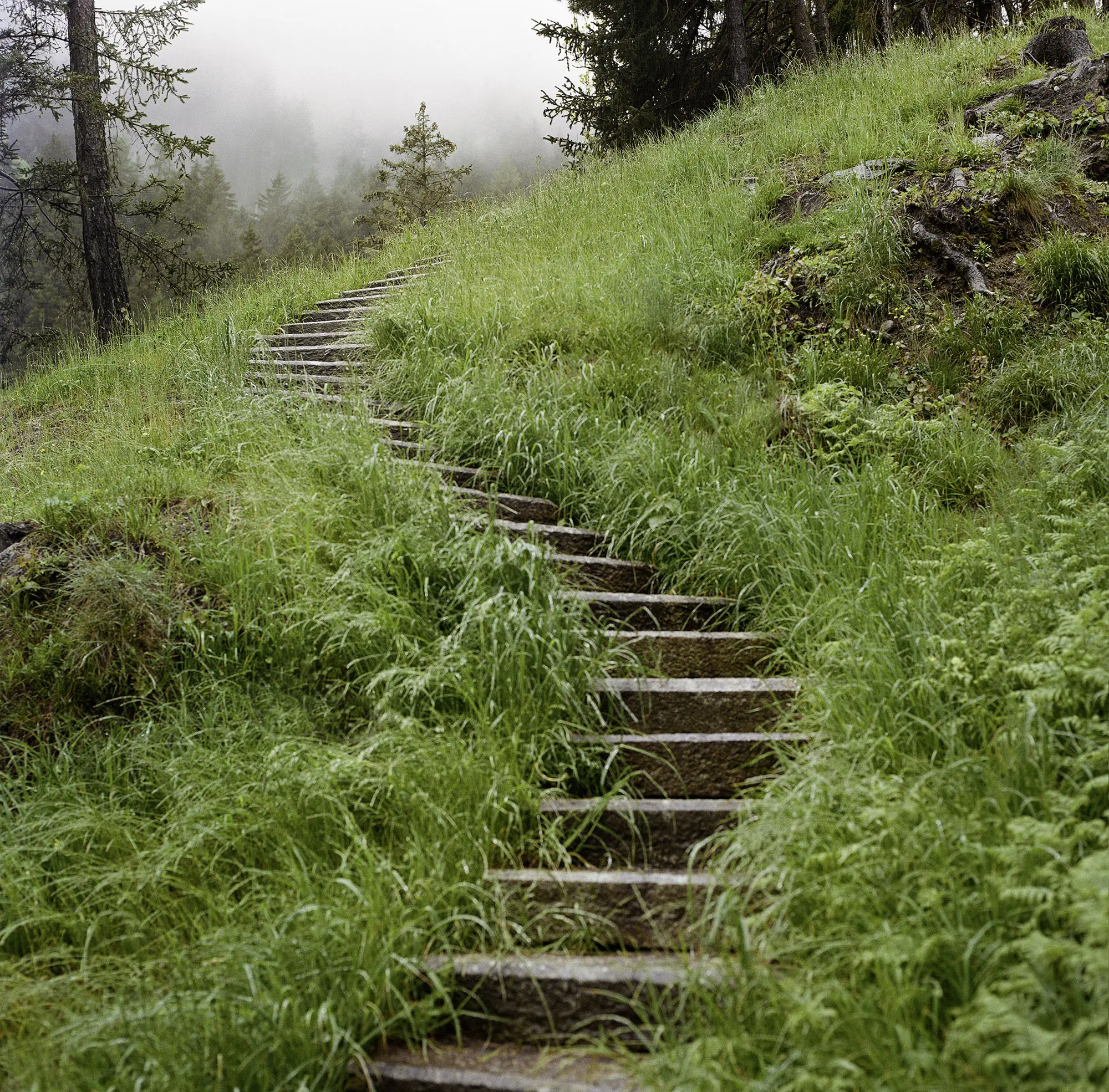 Sentiero di pietra che sale attraverso un prato verde, circondato da alberi e nebbia.