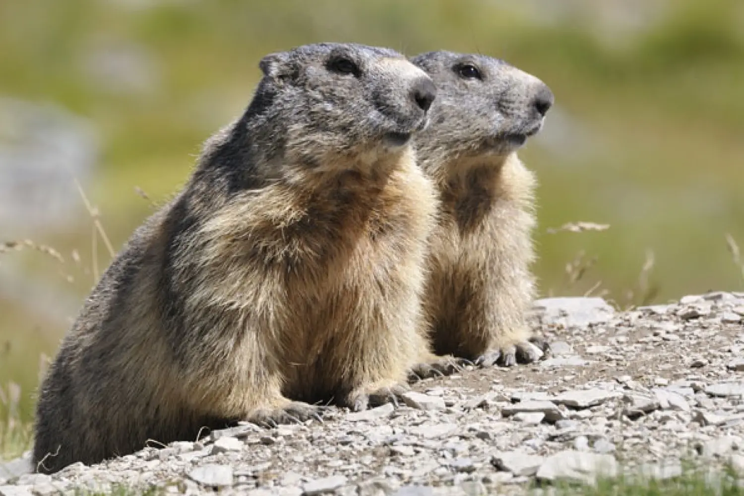 Due marmotte sedute su una pietra, con il pelo marrone e grigio, mentre osservano l'ambiente circostante. Sullo sfondo, un paesaggio verde e naturale.