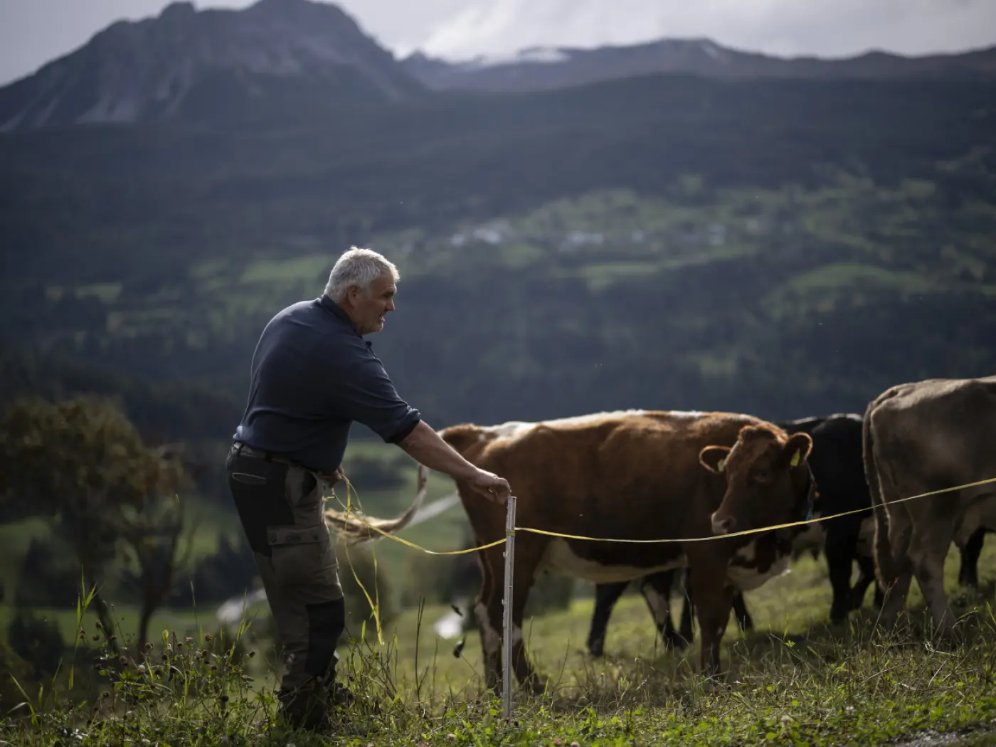 Un uomo anziano guida un gruppo di mucche su un pascolo montano, utilizzando una corda. Sullo sfondo si stagliano montagne e un paesaggio verdeggiante.