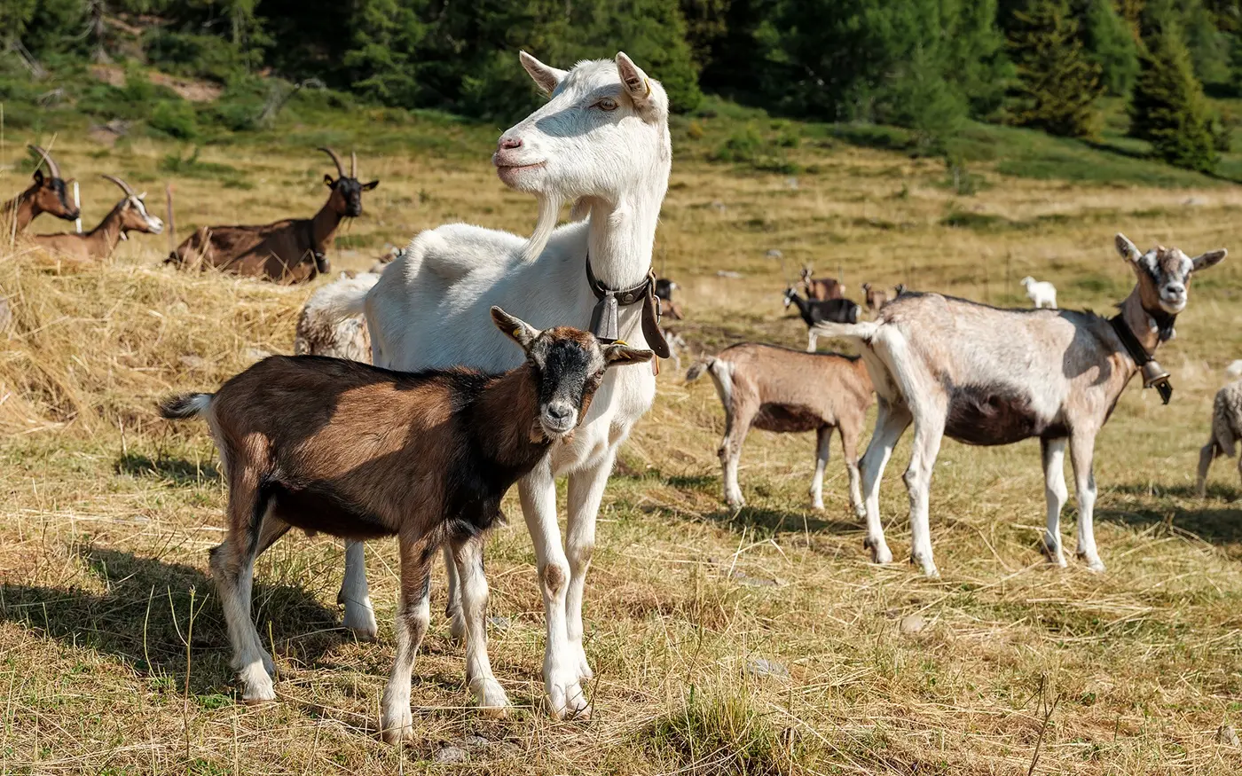 Capre pascolano in un prato, con una capra bianca e un capretto marrone in primo piano. Sullo sfondo si vedono altre capre di diverse razze.