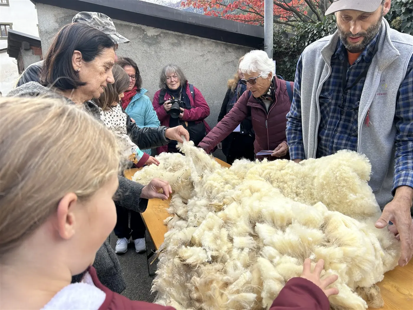 Persone di diverse età esaminano un grande mucchio di lana su un tavolo all'aperto. Alcuni stanno toccando la lana, mentre altri osservano con interesse. Nella parte posteriore, alcuni visitatori sorridono e si scattano foto. Il contesto è di un evento di raccolta o lavorazione della lana.