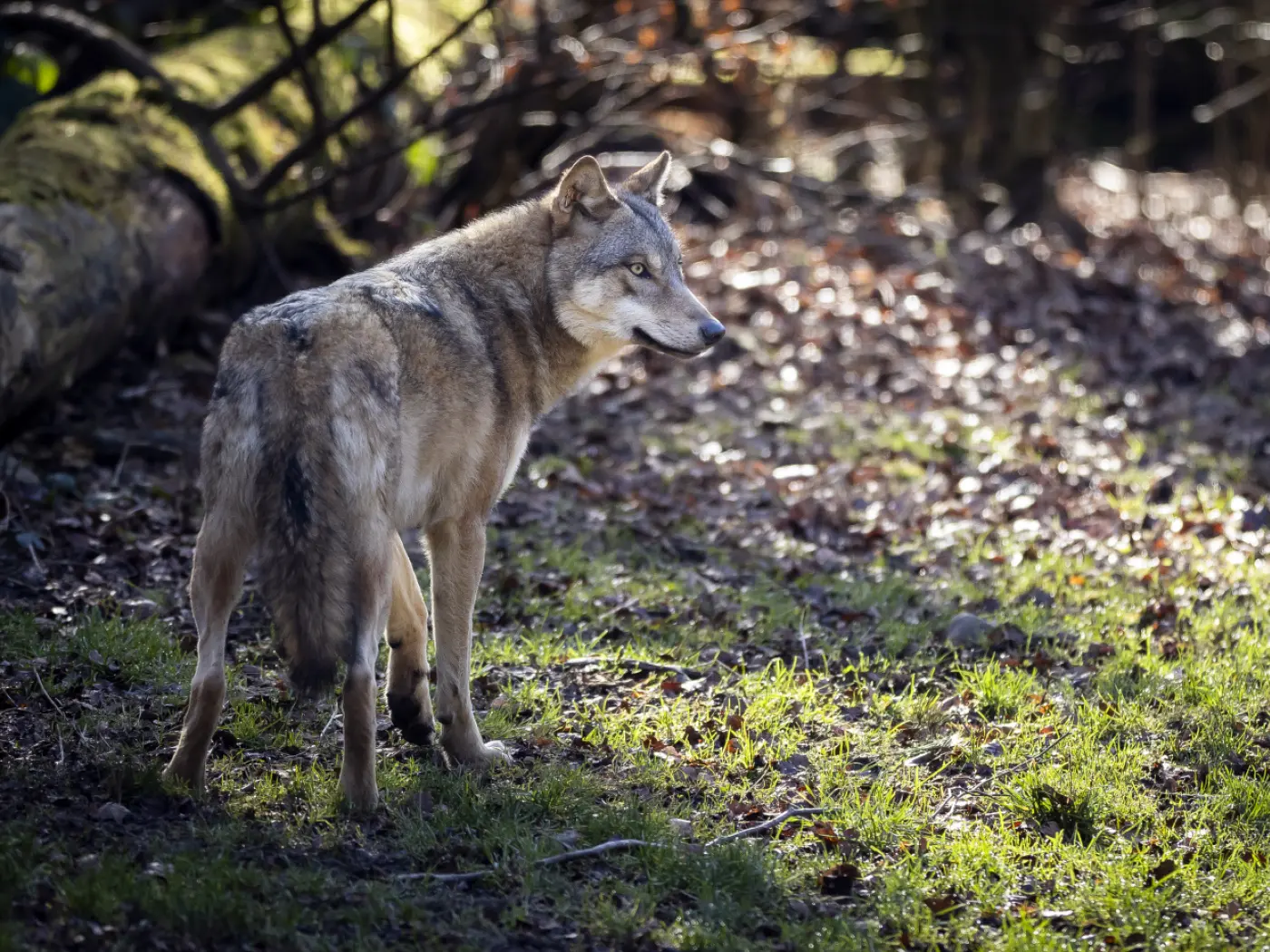 Un lupo grigio si trova in un bosco, con il muso rivolto all'indietro. La luce del sole filtra tra gli alberi, illuminando il suo pelo