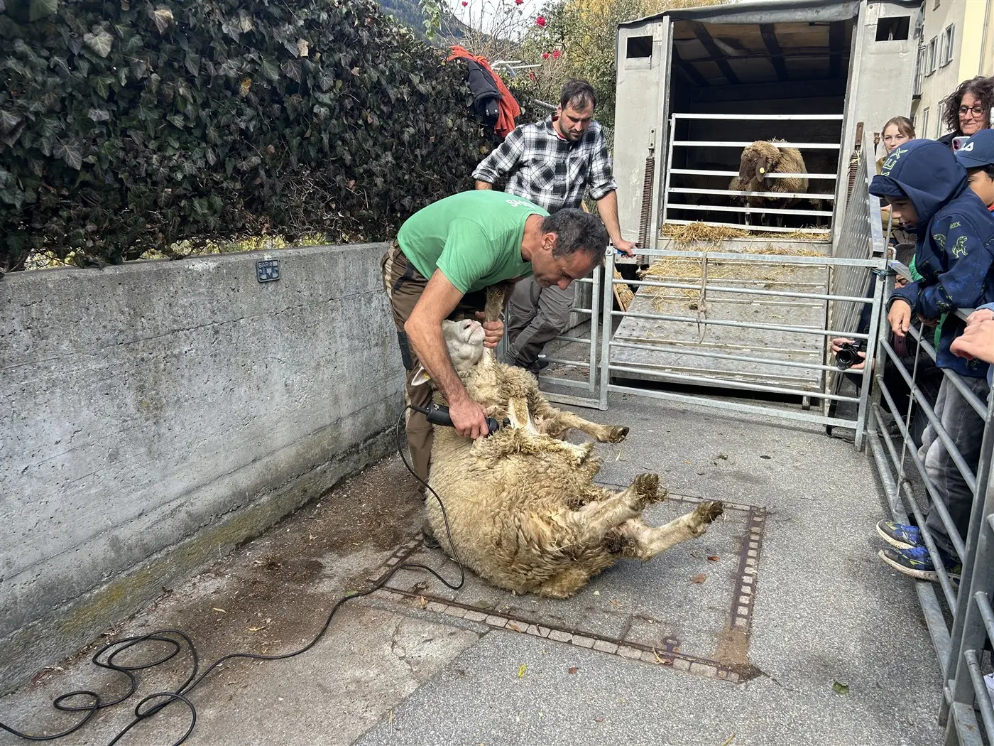 Un uomo sta tosando una pecora su una superficie liscia, con un recinto di metallo e altre pecore visibili sullo sfondo. Un gruppo di persone osserva dall'altra parte del recinto.