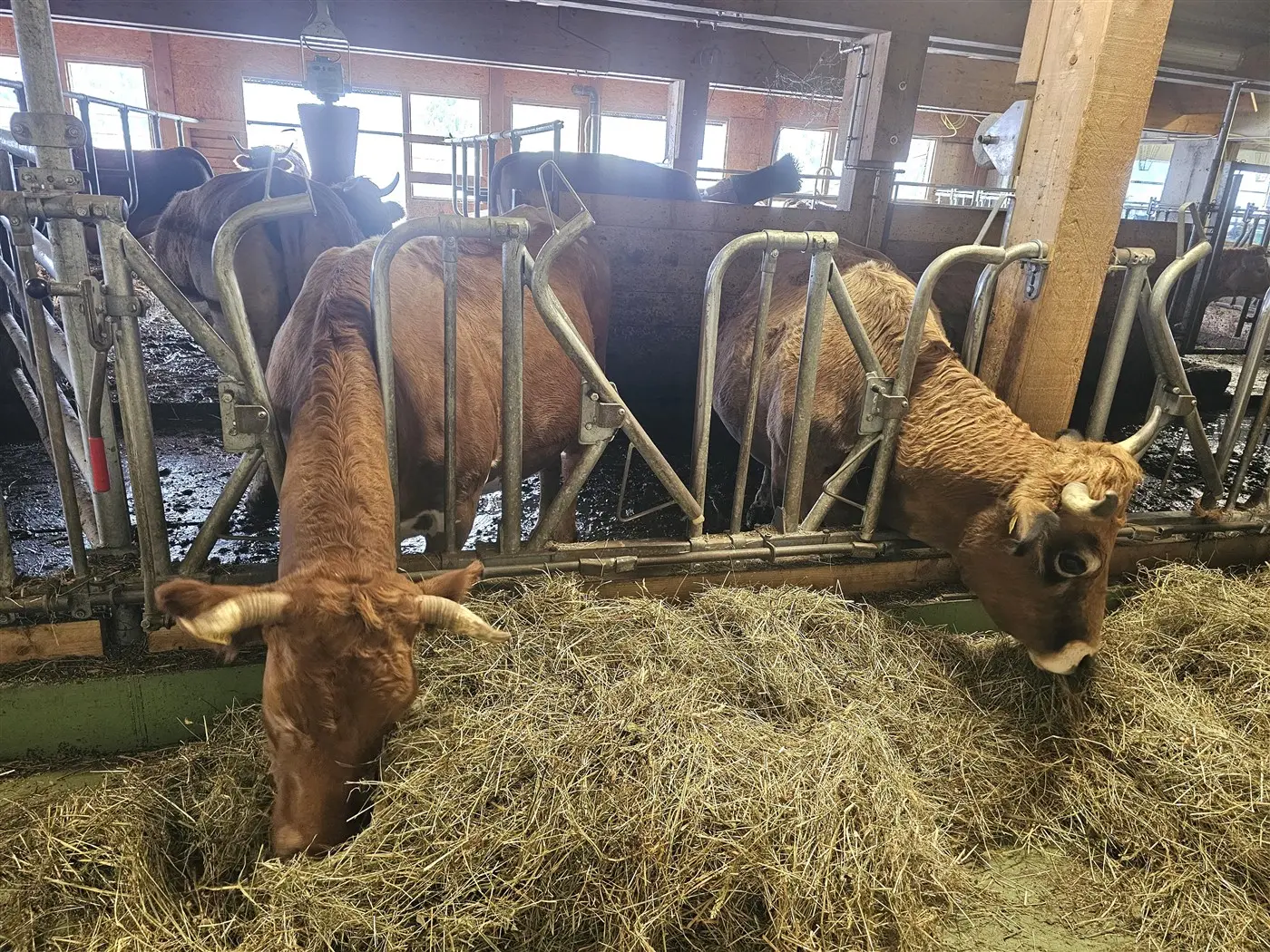 Due mucche di colore marrone si nutrano di fieno in una stalla. Sullo sfondo, altre mucche sono visibili dietro le barriere.