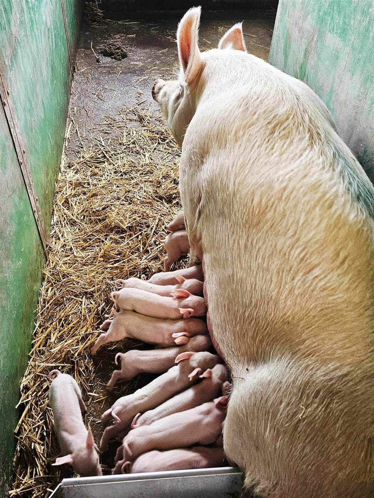 Una scrofa sdraiata su un letto di paglia con diversi suinetti che si nutrono.