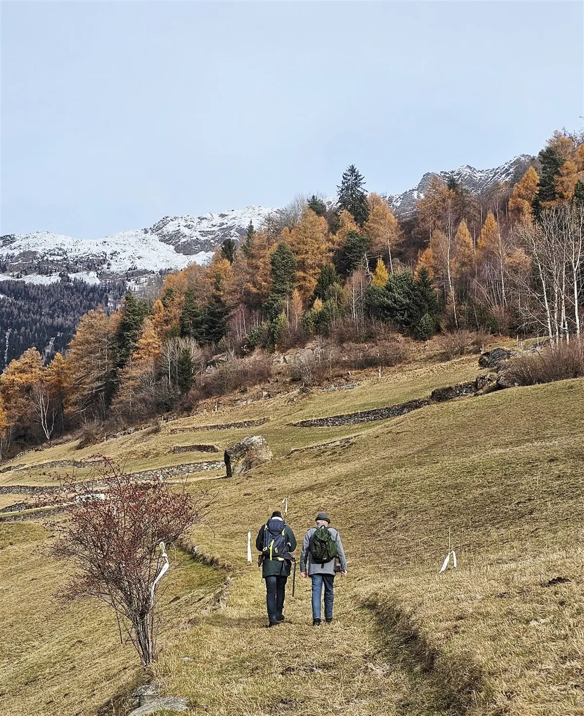 Due escursionisti camminano lungo un sentiero in un paesaggio montano, circondati da alberi con foglie dorate e cime innevate sullo sfondo.