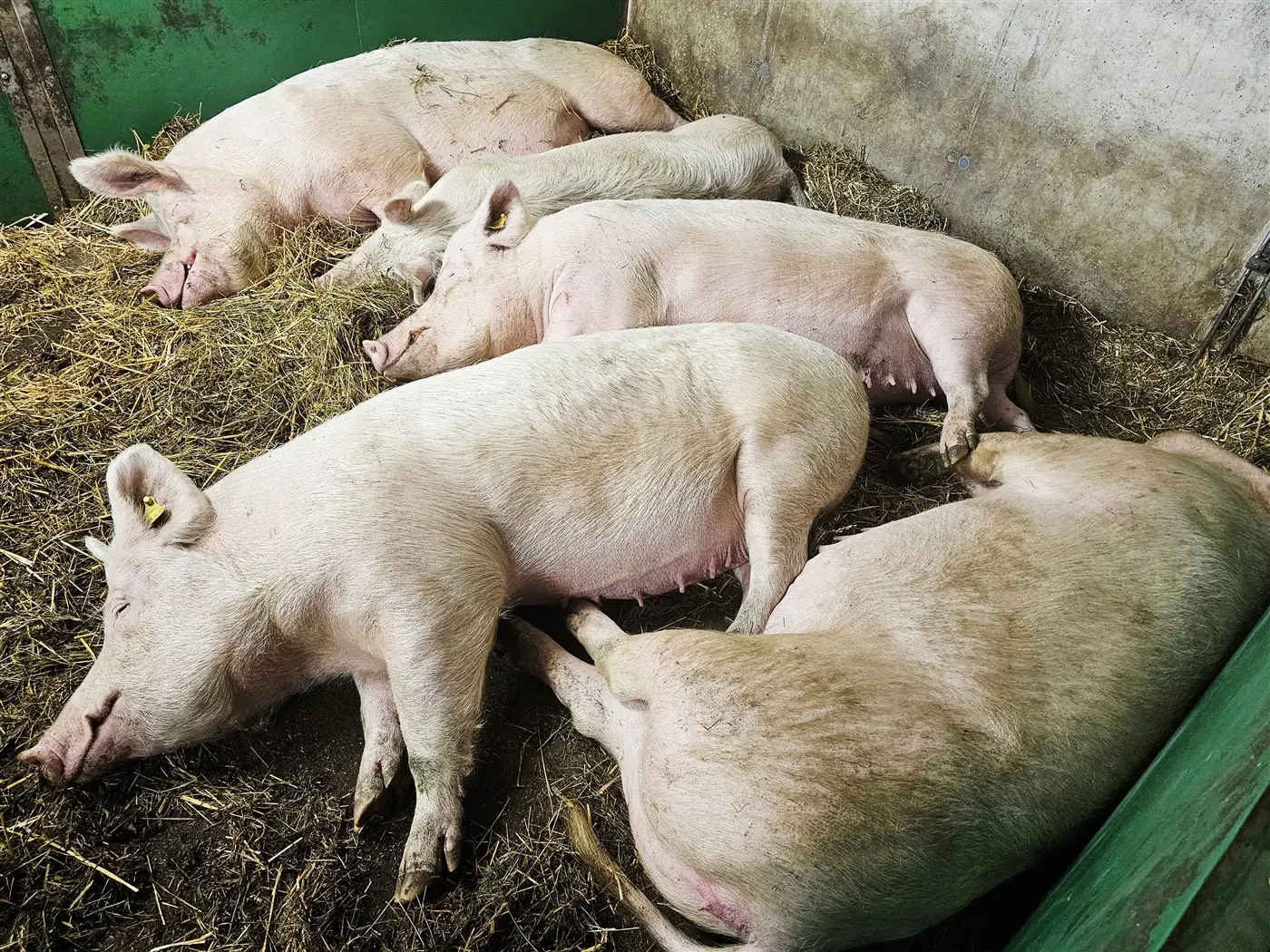 Cinque maiali sdraiati su lettiera di paglia in un recinto. Sono di colore rosa e sembrano rilassati.