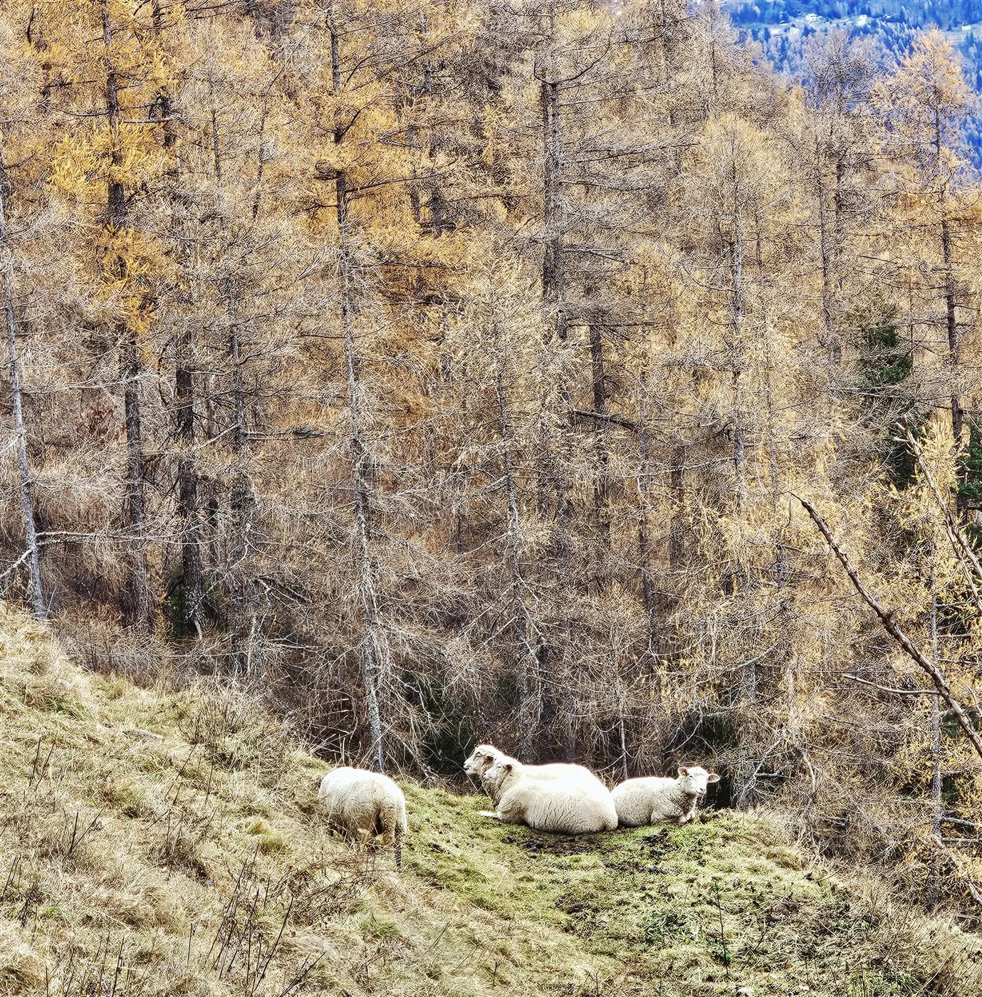 Un gruppo di pecore che riposano su un terreno erboso, circondate da alberi di conifere con foglie gialle in autunno.