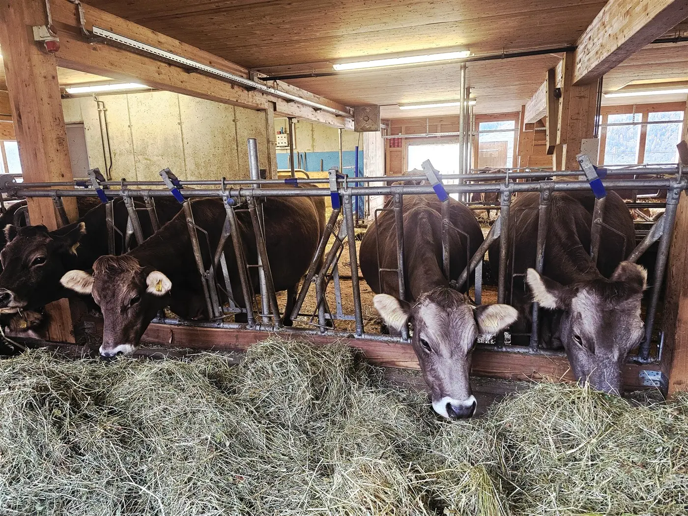 Un gruppo di mucche in una stalla, che mangiano fieno da tle mangiatoie sistemate lungo una parete. L'ambiente è luminoso e rustico, con