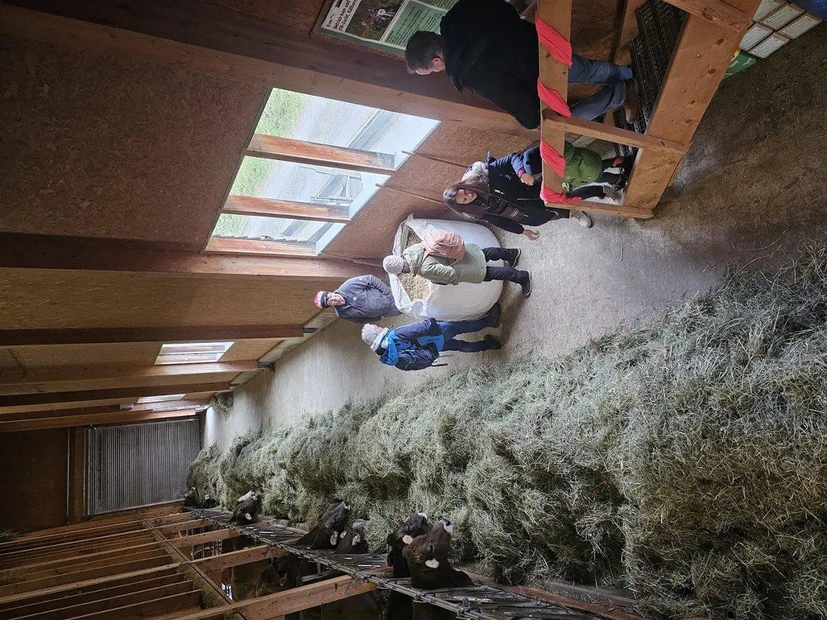 Persone in una stalla interagiscono con animali, mentre fieno è disposto lungo il pavimento. Si notano alcune mucche che mangiano in un recinto.