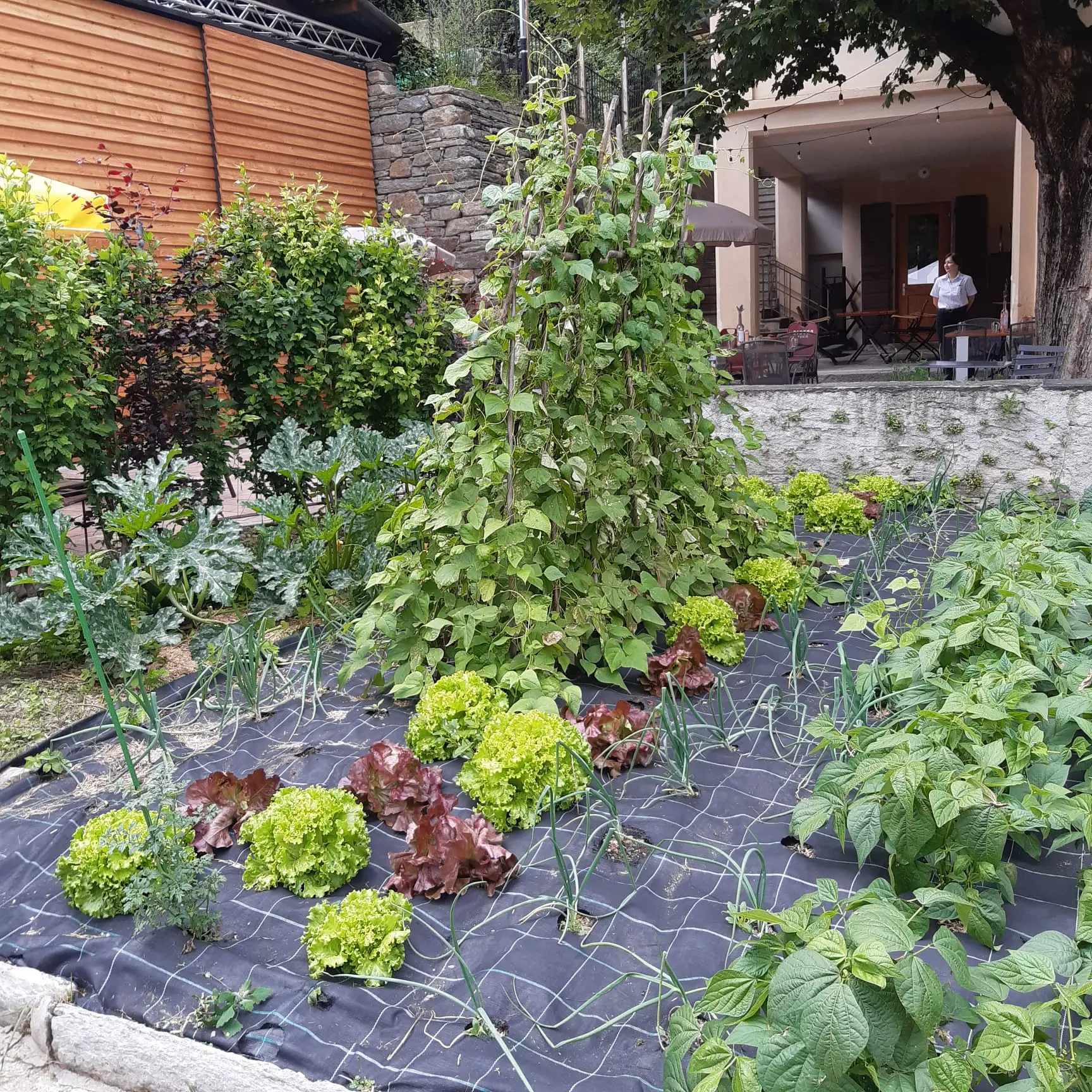 Un orto rigoglioso con piante di lattuga, cipolle e fagioli. Al centro, una pianta di fagioli arrampicata su una struttura. Sullo sfondo, un'area con alcuni tavoli e sedie all'aperto.
