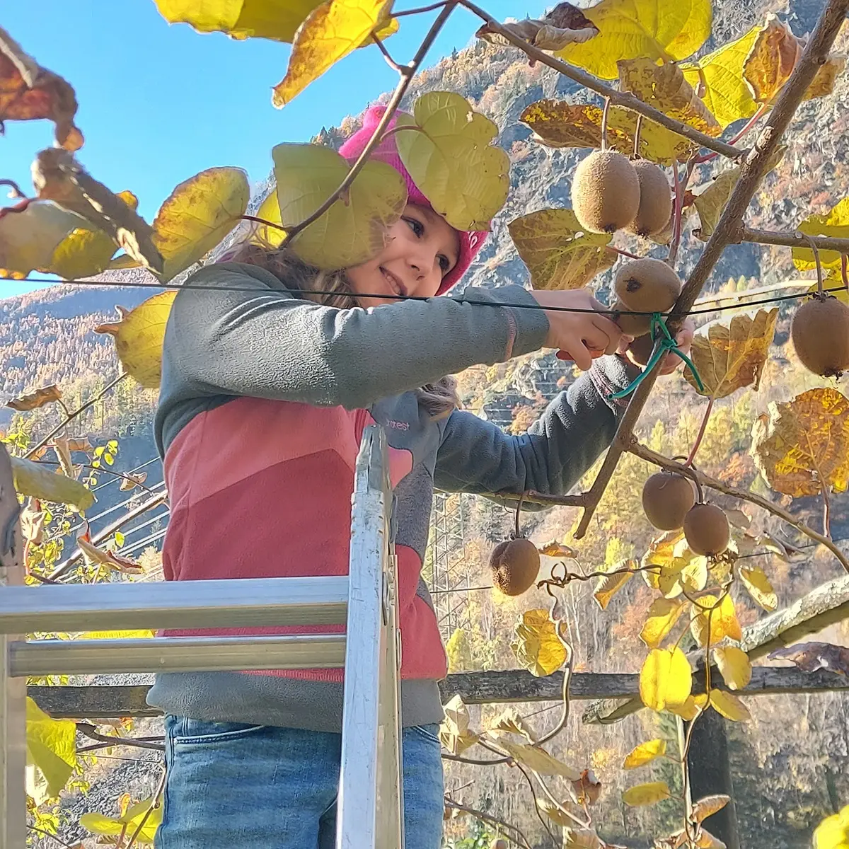 Una ragazza su una scala raccoglie kiwi da un albero, circondata da foglie gialle e un paesaggio montano sullo sfondo.