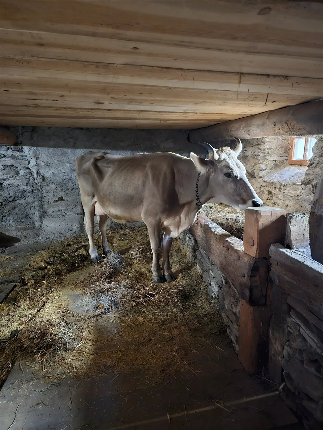 Una mucca di colore chiaro si trova in un box di legno all'interno di una stalla. Il pavimento è coperto di fieno e le pareti sono in pietra. La luce entra da una finestra.