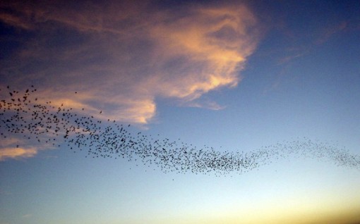 Bats flying over Austin, Texas