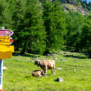 val di campo_mucche_biker