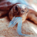 01 Turtle Plastic Bag