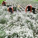 raccolta erbe spontanee_campi coltivati Le Prese (2)