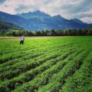 raccolta erbe spontanee_campi coltivati Le Prese (3)