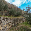 terrazzamenti_agricoltura_ulivi_olive (3)