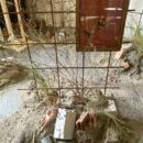 Giardino mostra agosto 24 (4)