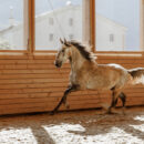 Kabyle IV, cavallo, al canton