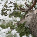 SCHWEIZ GRAUBUENDEN HOCHJAGD