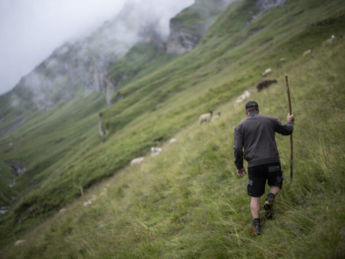 SCHAFHERDE, SCHAF, SCHAFE, HERDENSCHUTZ, WOLFSSCHUTZ, WOLF,